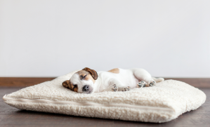 jeune chien qui dort sur son coussin