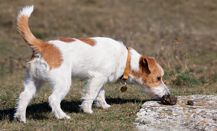 chien qui renifle des excréments