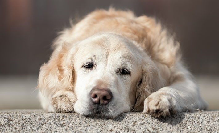 chien qui a l'air triste