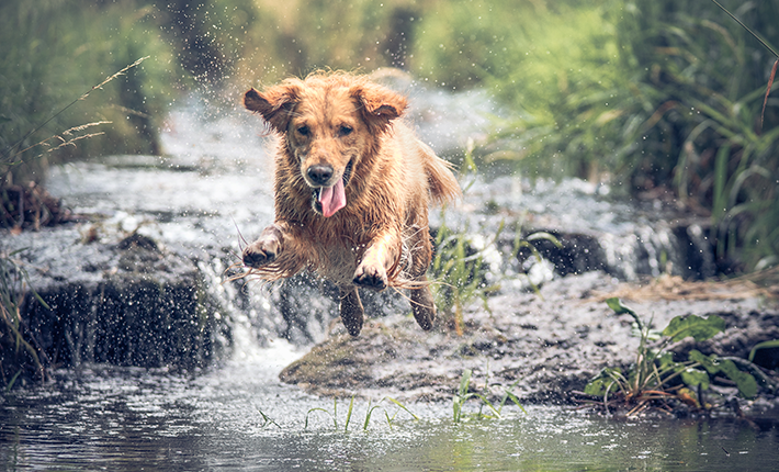 chien qui va dans une rivière