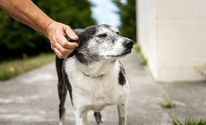 homme caressant un chien