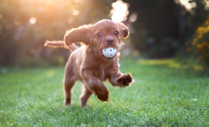 chiot heureux en période de socialisation