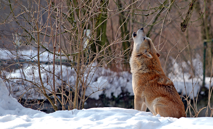 chien qui fait le loup