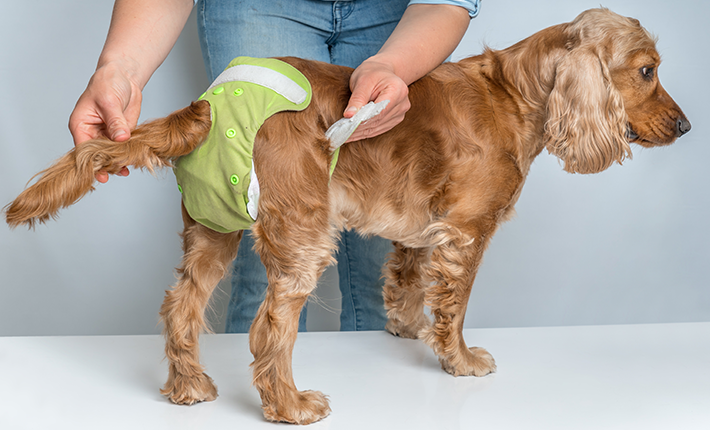 mettre une culotte à ma chienne durant ses chaleurs