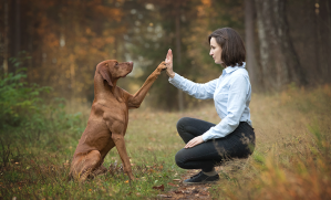 relation avec son chien