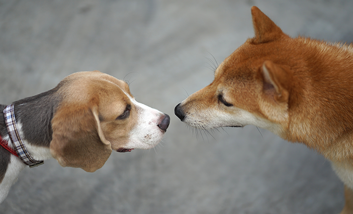 chiens qui se saluent en truffe à truffe