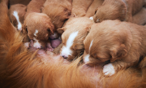 chiots qui tètent leur mère