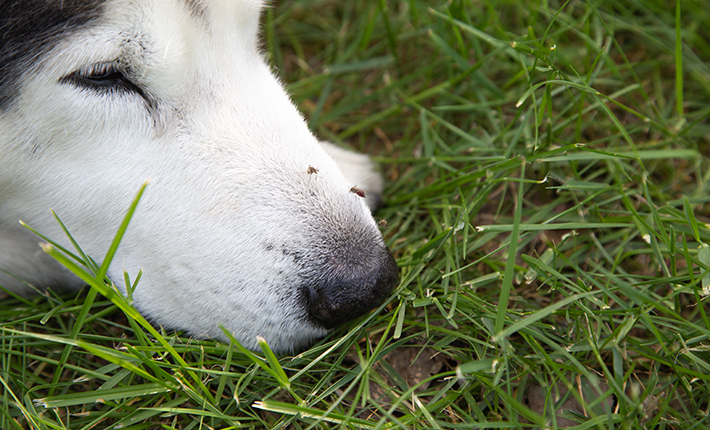 chien qui se fait piquer le museau par des phlébotomes