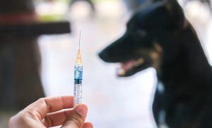 injection et chien