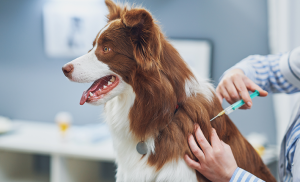 chien qui se fait vacciner