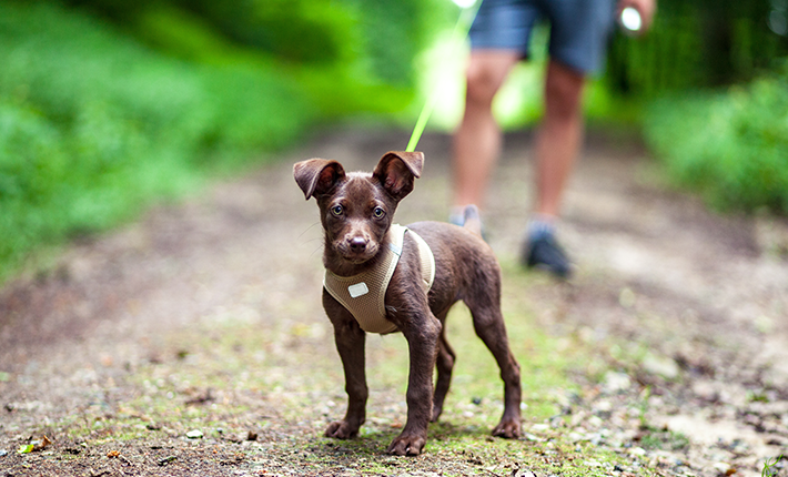 chiot qui apprend la marche en laisse avec un harnais