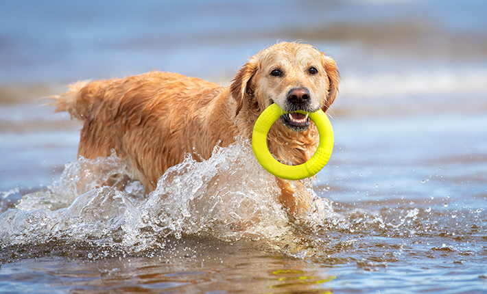 chien profitant de la plage