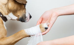 bandage patte chien