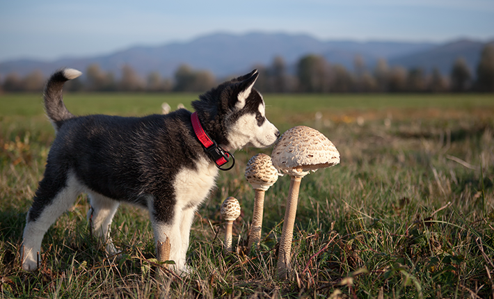 chiot qui s'intéresse à des champignons durant la balade 