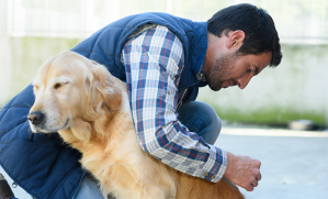 Mon chien a eu un accident, que faire ?