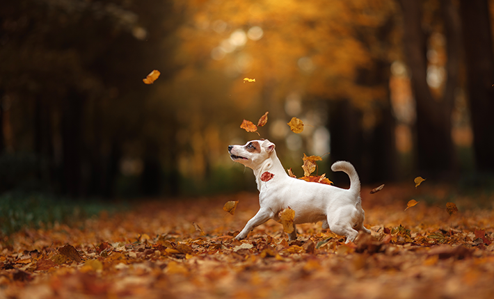 chien qui se balade en automne