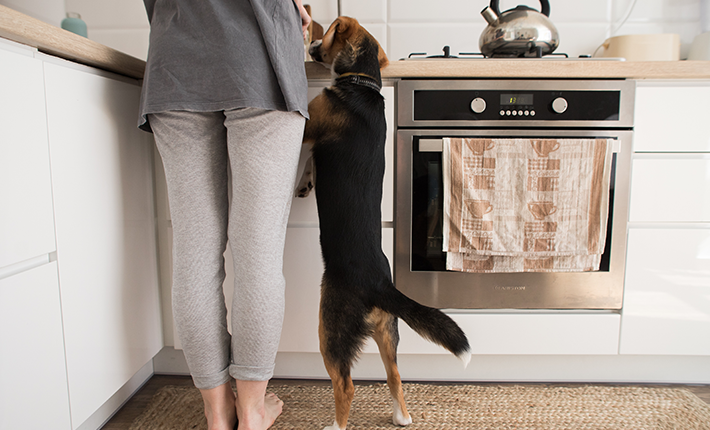 chien qui vole sur le plan de travail de la cuisine