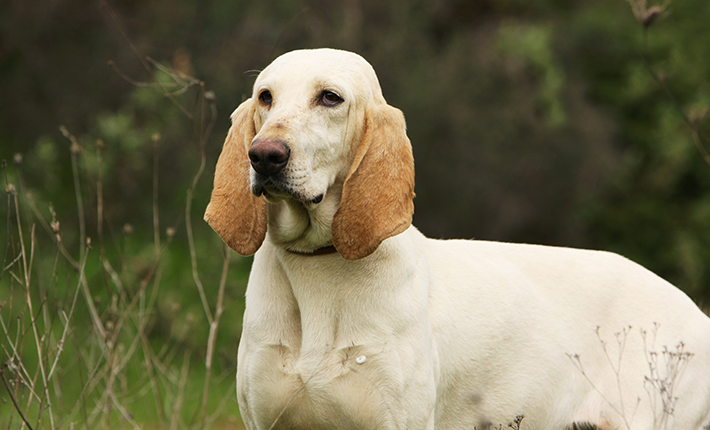 chien dans les hautes herbes