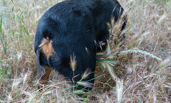 chien qui a des épillets dans son pelage