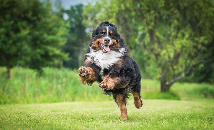 chien heureux dans un jardin sécurisé