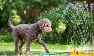 chien qui se rafraichit avec un jeu d'eau