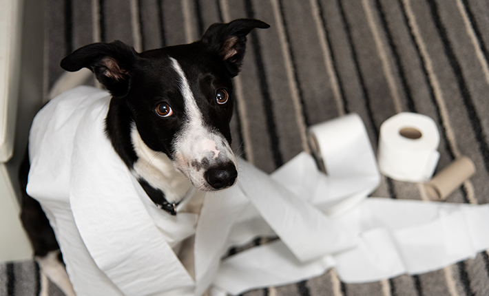 chien qui joue avec le papier toilette