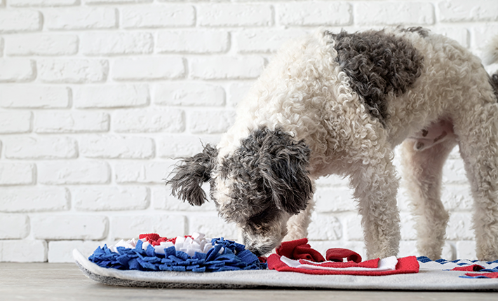 chien qui mange dans un tapis de fouille pour éviter la torsion dilation d'estomac