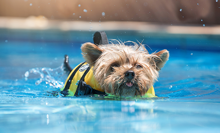 chien qui nage et qui porte un gilet de sauvetage