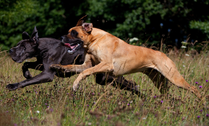 chiens qui jouent ensemble