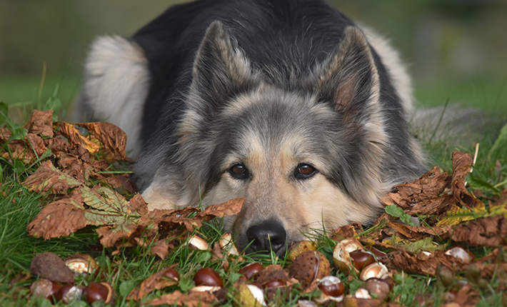 chien proche de marrons, qui sont dangereux pour sa santé