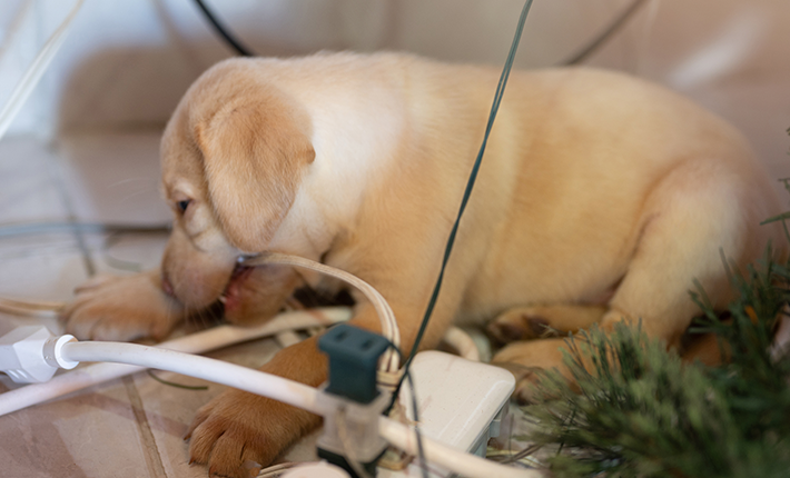 chiot qui mordille un fil électrique