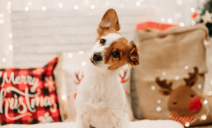 offrir un cadeau de Noël à mon chien