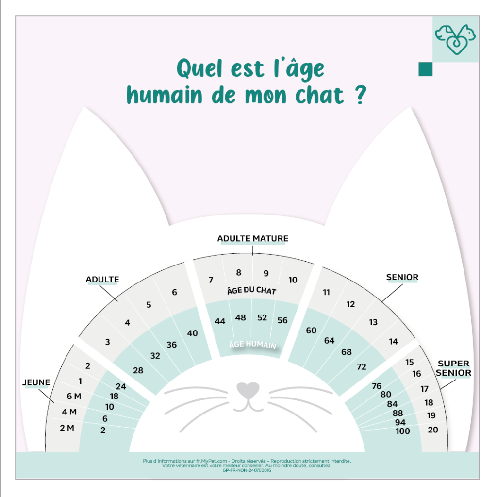 Âge chat en âge humain