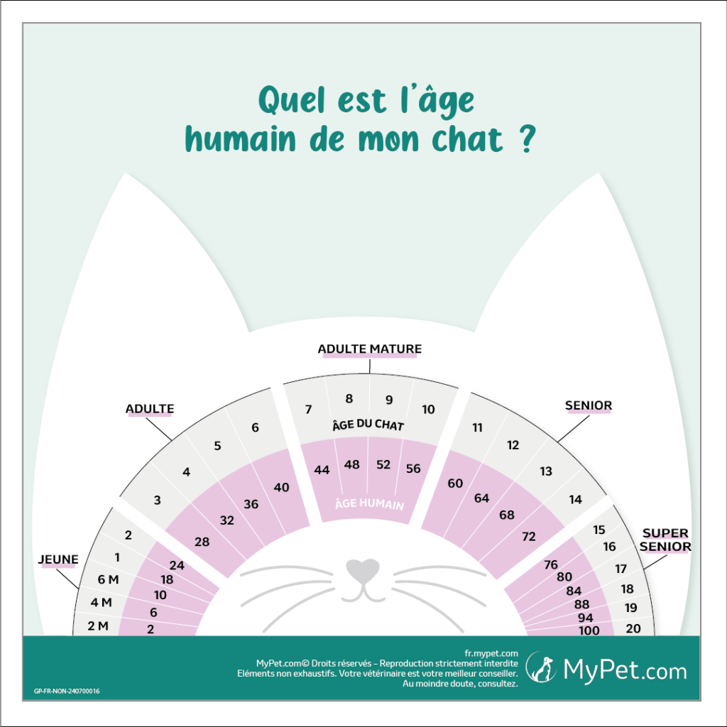 Âge chat en âge humain