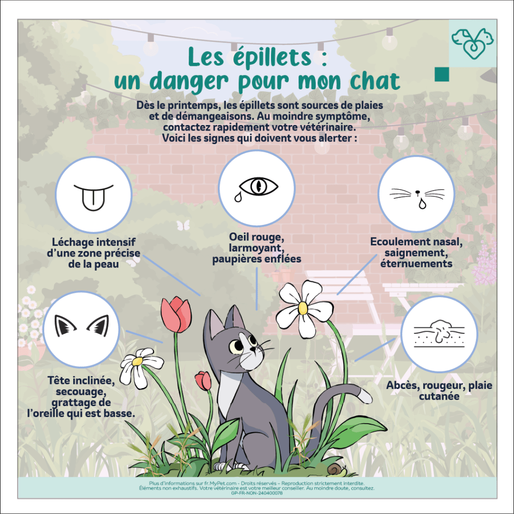retirer un épillet à mon chat, dangers