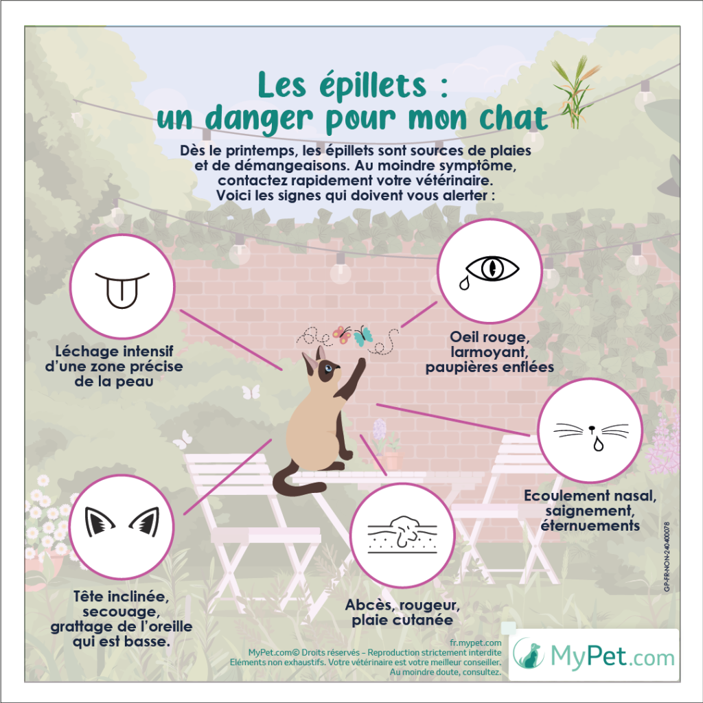 retirer un épillet à mon chat