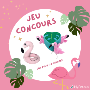 Jeu concours MyPet chien