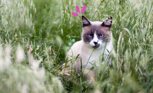 epillet nez chat