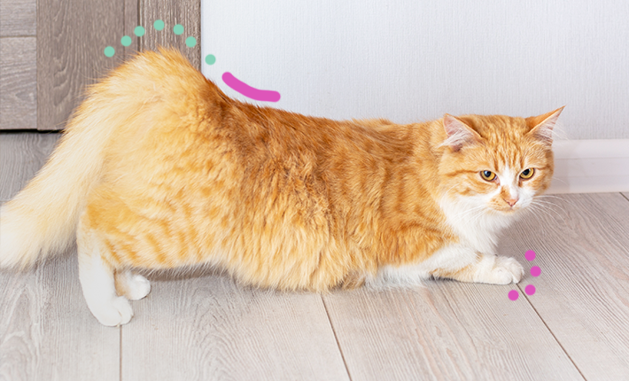 Tout savoir sur les chaleurs chez les chats