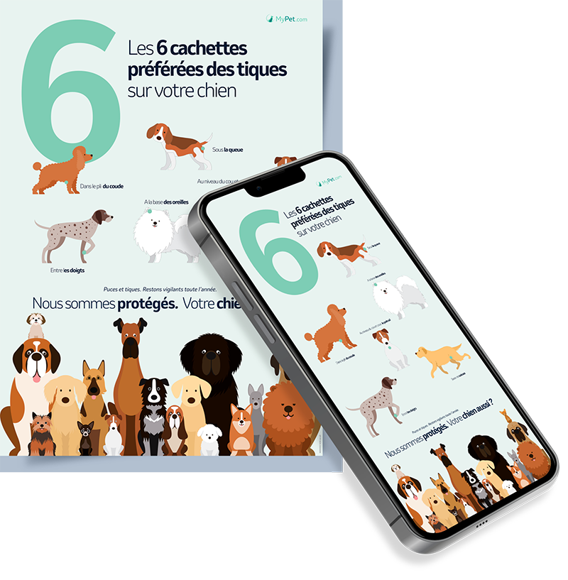 6 cachettes des tiques sur chien