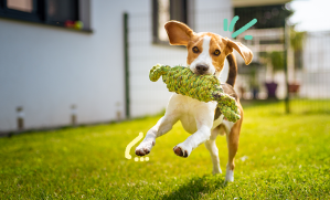 chien adolescent qui fait le fou