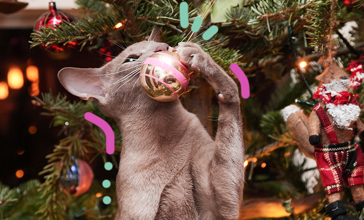 Chat détruit le sapin