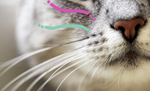 vibrisses et moustaches du chat