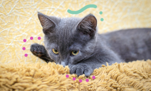 chat qui tète