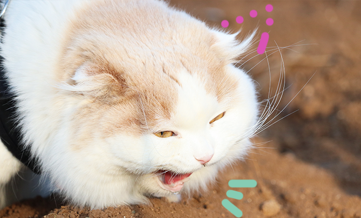 toux chat