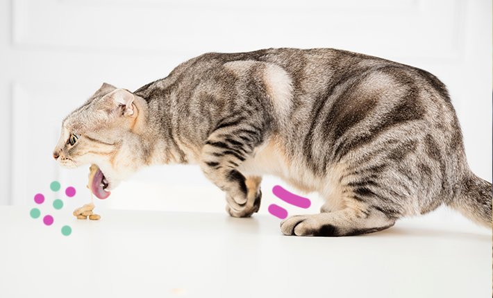 pourquoi mon chat vomit