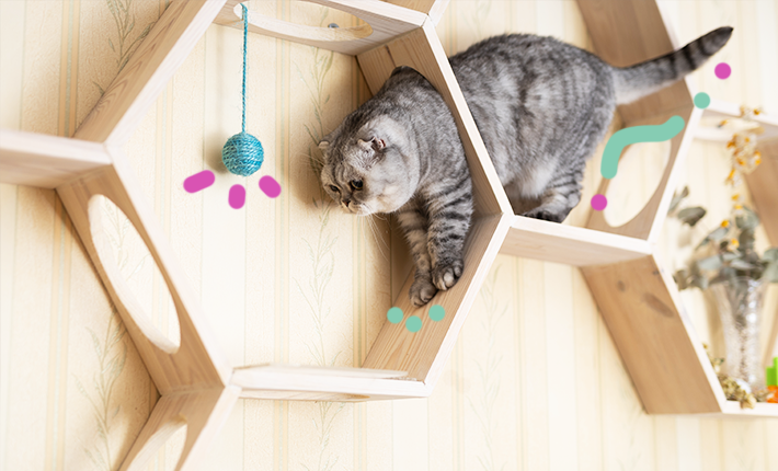 jouet pour chat