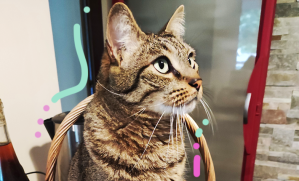 garde chat