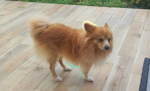 Filou, chien à trois pattes, debout