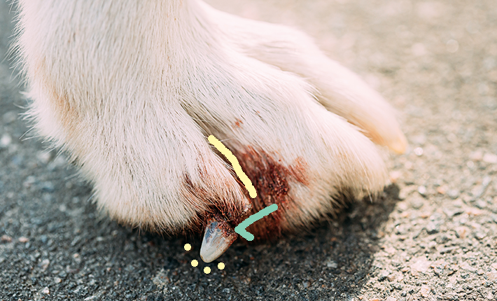 patte de chien avec blessure